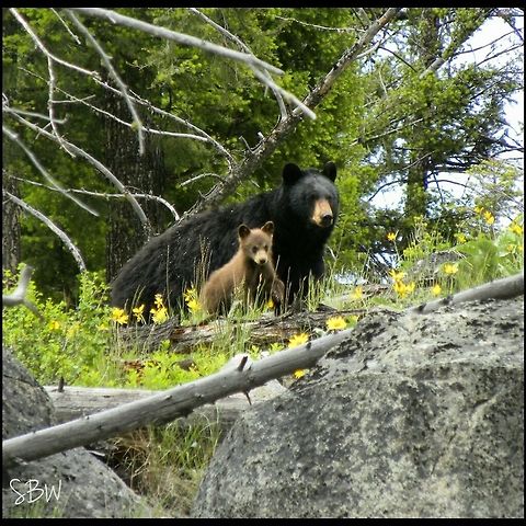 Black Bear Sow and Cub This sow was spotted by my friends and I at the end of the Slough Creek trailhead with two cinnamon cubs. One was too shy for pictures but the mother and one cub gave this perfect, picture moment. American black bear,Ursus americanus