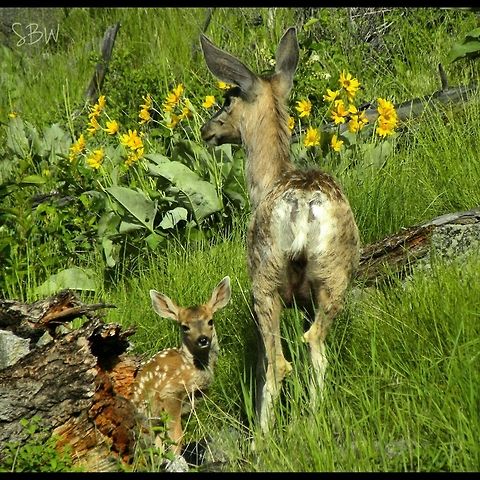 Mule Deer Doe and Fawn My friends and I found this little guy on our Slough Creek hinge hinge in the morning. They only stood forty yards from the trail. Mule Deer,Odocoileus hemionus
