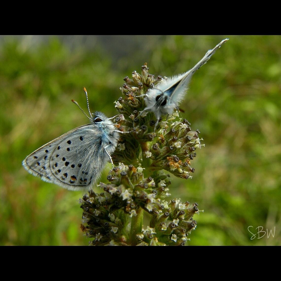 Silvery Blues  Glaucopsyche lygdamus,Silvery Blue
