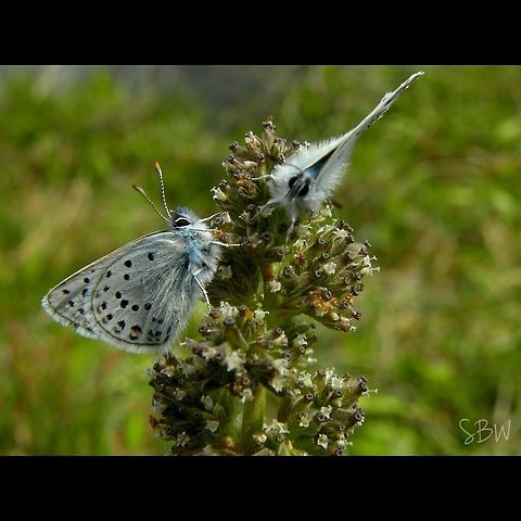 Silvery Blues  Glaucopsyche lygdamus,Silvery Blue