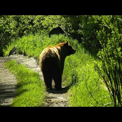 Brown, Black Bear King of the Slough Creek Trail American black bear,Ursus americanus