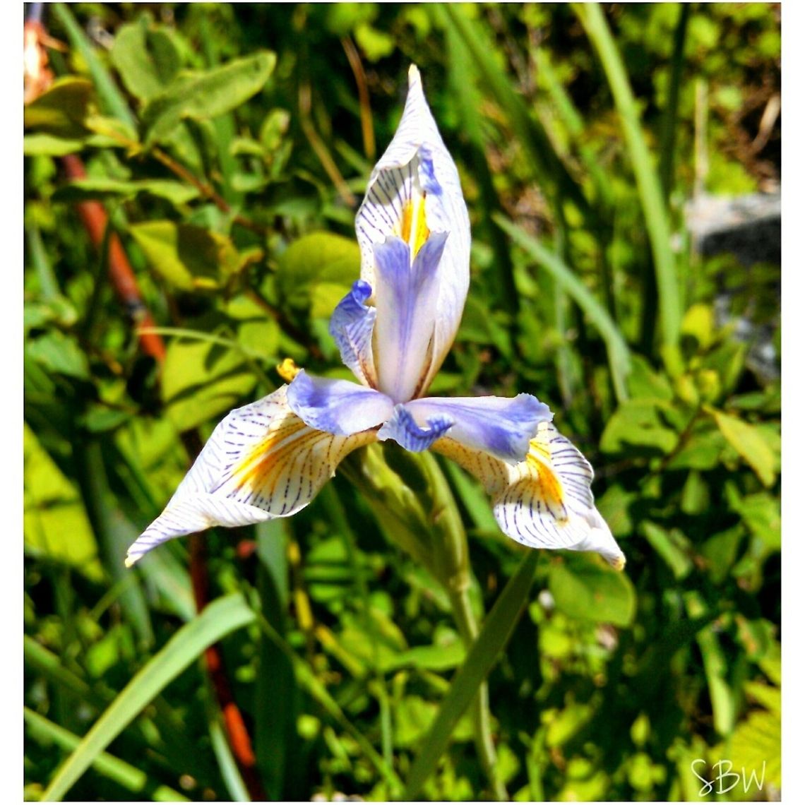 Wild Iris of Yellowstone Found on Slough Creek Trail Iris versicolor