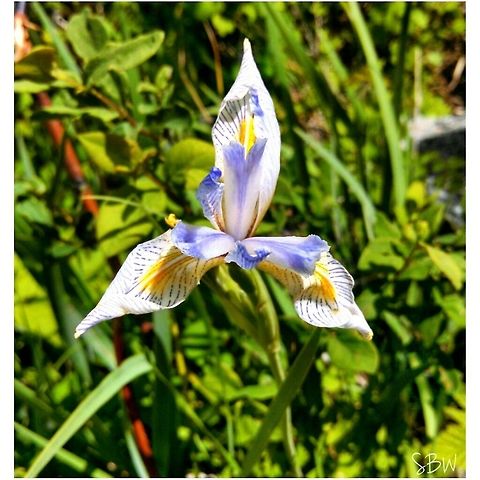 Wild Iris of Yellowstone Found on Slough Creek Trail Iris versicolor