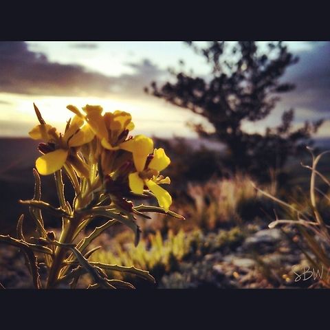 Pryor Wildflowers My dad and I were surrounded by these on our spring, bear hunt.