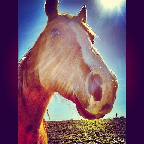 Mr. Sun He was a poser.  Domestic horse,Equus ferus caballus