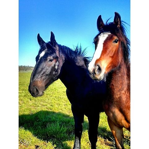 Pretty boys Yearlings from down the road Domestic horse,Equus ferus caballus