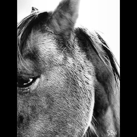 Bliss Friendly, backroad horse Domestic horse,Equus ferus caballus