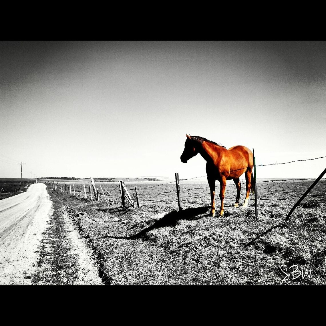 Dreamer This guy was so picturesque // random, backroad horse  Domestic horse,Equus ferus caballus