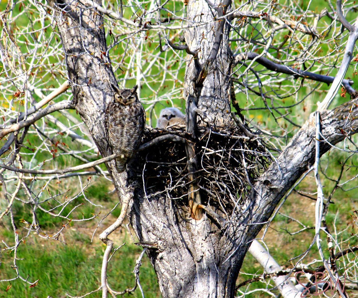 Great Horned Owls These are the Big Horned Owls my family and I were privileged to watch, just below our house before they took flight.  Bubo virginianus,Great Horned Owl
