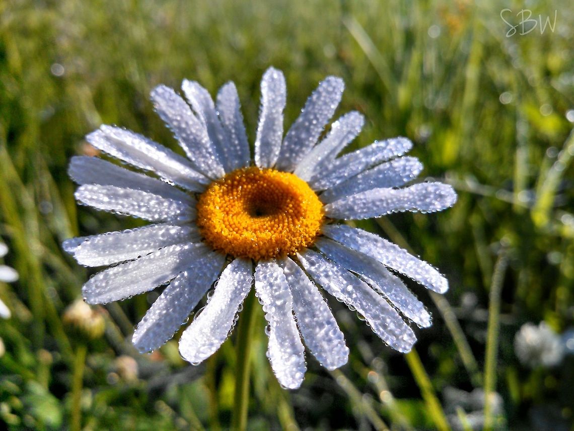 Covered in Dew Picture taken on the Slough Creek Trailhead, Yellowstone National Park.  Leucanthemum vulgare,Ox-eye daisy,Yellowstone National Park