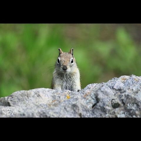 Playing Peek-a-Boo  Callospermophilus lateralis,Golden-mantled ground squirrel