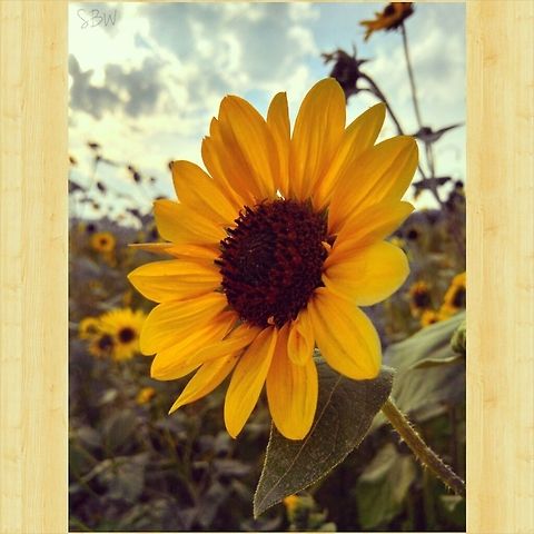 Susan's Sunset Dark-Eyed Susan on the back roads to my house in Roberts, MT.