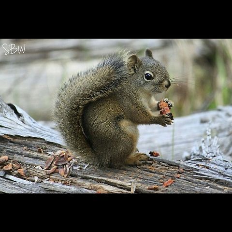 Pinecones This guy was found on the Natural Bridge Trail in YNP.  American red squirrel,Yellowstone National Park