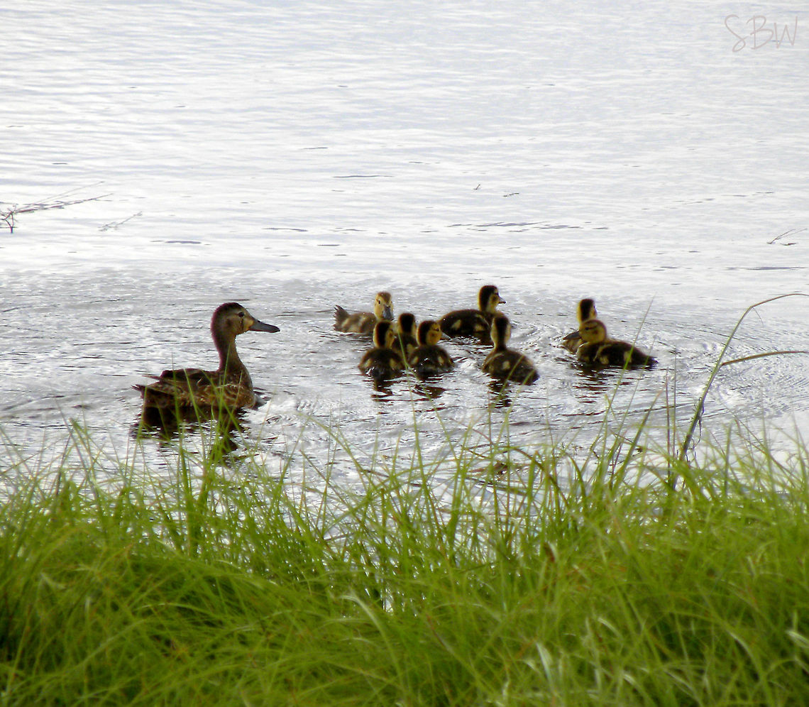 DSCN7914  Anas platyrhynchos,Mallard