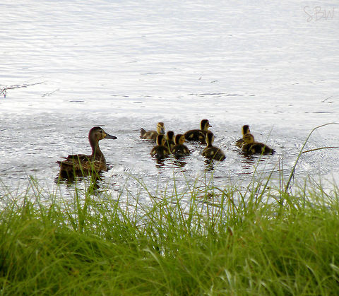 DSCN7914  Anas platyrhynchos,Mallard
