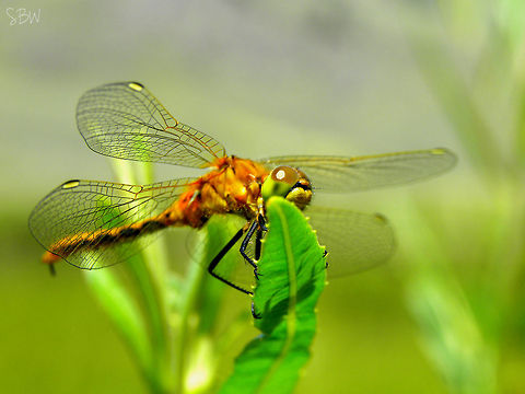 Golden, Green Dragonfly in Yellowstone. Geotagged,United States,animalia,anisoptera,biodiversity,insects,libellulidae,odonata