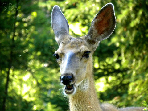 Say "Ahhhh" Mule deer doe feeding on shrubs and grass at the K Bar Z Ranch, WY.  Mule Deer,Odocoileus hemionus