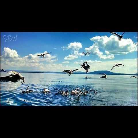 The Feast These seagulls and pelicans were happy for an afternoon snack after following our boat for hours on end. Yellowstone Lake, Yellowstone National Park. California gull,Larus californicus,Yellowstone National Park