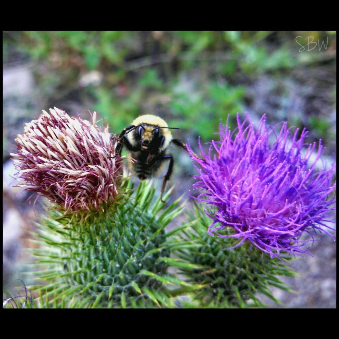 Agitated Bee My boyfriend pointed out a pair of bees on these thistles, on the trail to Osprey Falls, YNP. As I went in for a close up shot with my phone, his partner fell off. He then left me with a grimace on his face.  Yellowstone National Park,bumblebee