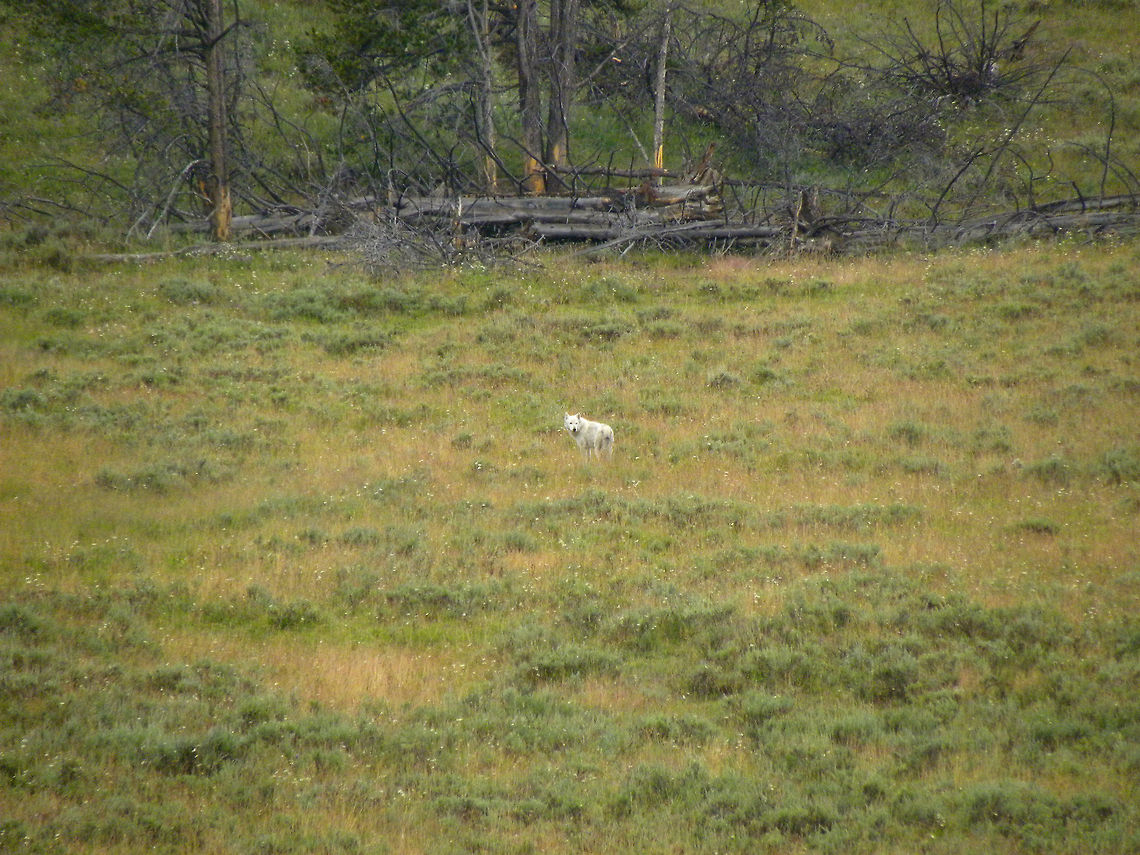 White Wolf This lone wolf was found limping through Hayden Valley, Yellowstone National Park at 8:30 am. My friend and I are not sure what the cause of his limp was, but he carried on after a brief pause for a picture.  Canis lupus,Gray wolf,Yellowstone National Park