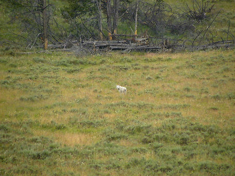 White Wolf This lone wolf was found limping through Hayden Valley, Yellowstone National Park at 8:30 am. My friend and I are not sure what the cause of his limp was, but he carried on after a brief pause for a picture.  Canis lupus,Gray wolf,Yellowstone National Park