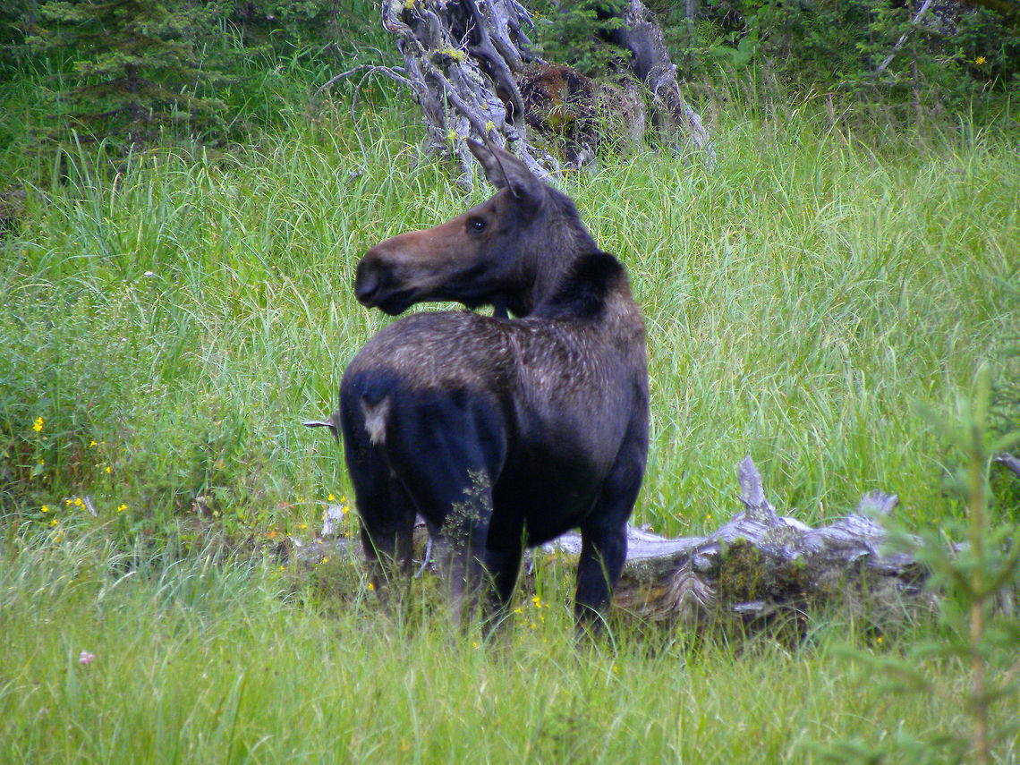 Cow Moose This young cow moose was found outside the Cooke City Entrance of Yellowstone National Park. She wasn&#039;t too shy, given my friends and I were privileged to snap some pictures of her.  Alces alces,Moose,Yellowstone National Park