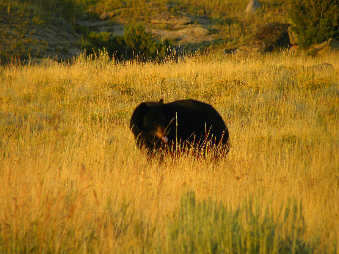 Lickin the Lips This ~2 year old black bear gave my boyfriend and I a show that evening, digging for insects and other goods. He was seen at the 'S' curves (aka Little America) just south of Mammoth Hot Springs, close to Blacktail Plateau in Yellowstone National Park.   American black bear,Ursus americanus,Yellowstone National Park
