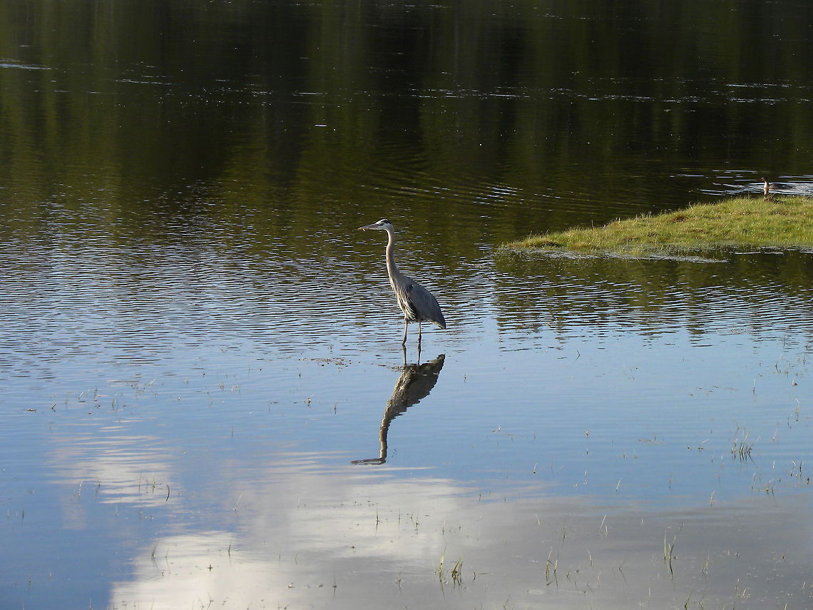Great Blue Heron To have patience like these creatures, would take a whole lot of mind power! It&#039;s fun to sit and watch herons linger in still water like this, waiting for its next meal to arrive. In my mind, they are the top 5 masters of patience!  Ardea herodias,Great Blue Heron