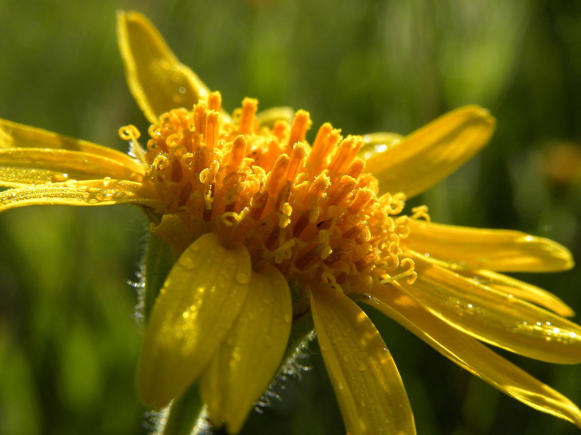 Pure Gold I remember taking this picture on the drive to Lamar Valley in Yellowstone National Park. My friends and I stopped to soak in the beautiful sunrise and enjoy the early morning smell. To pass up the little things like this, is hard for me to do.