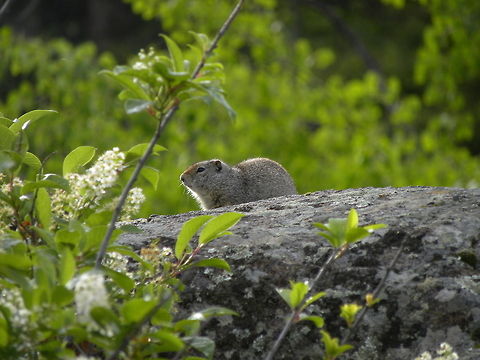 Uinta Ground Squirrel A lot of people mistake these squirrels for prairie dogs, but none the less, they are simply squirrels that live in the ground. They also look like the Columbian ground squirrel but do not have as much red in their pelage. Picture taken at Slough Creek, YNP.  Richardson's ground squirrel,Uinta ground squirrel,Urocitellus armatus,Urocitellus richardsonii,Yellowstone National Park