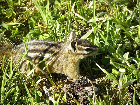 Least Chipmunk Picture taken on the Natural Bridge Trail in Yellowstone National Park.  Least chipmunk,Neotamias minimus,Yellowstone National Park