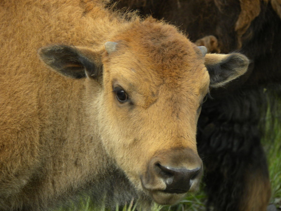 Baby Face Baby bison in Lamar Valley, YNP.  American bison,Bison bison,Yellowstone National Park