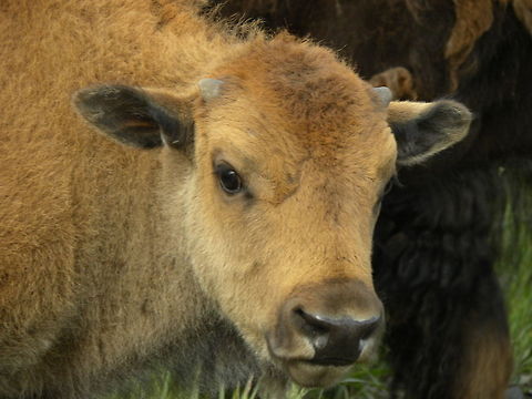 Baby Face Baby bison in Lamar Valley, YNP.  American bison,Bison bison,Yellowstone National Park