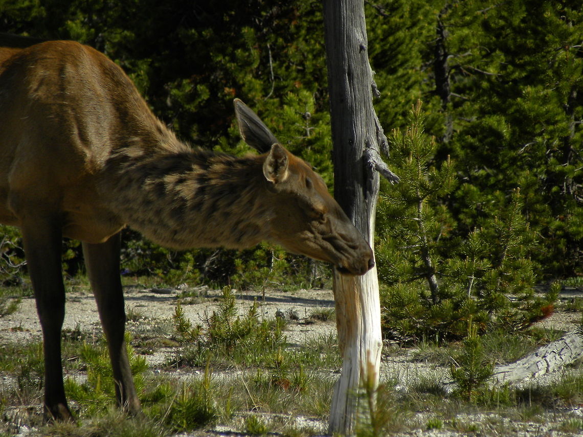 Natural Salt Lick One could have been easily confused on why this cow elk was licking a dead tree for several minutes. Well, this happens to be around the West Thumb hotsprings, YNP, where there are lots of sodium build up around the pools. It&#039;s really no different than a domestic cow licking a salt lick, except this one is all natural and readily available.  Cervus canadensis,Elk,Yellowstone National Park