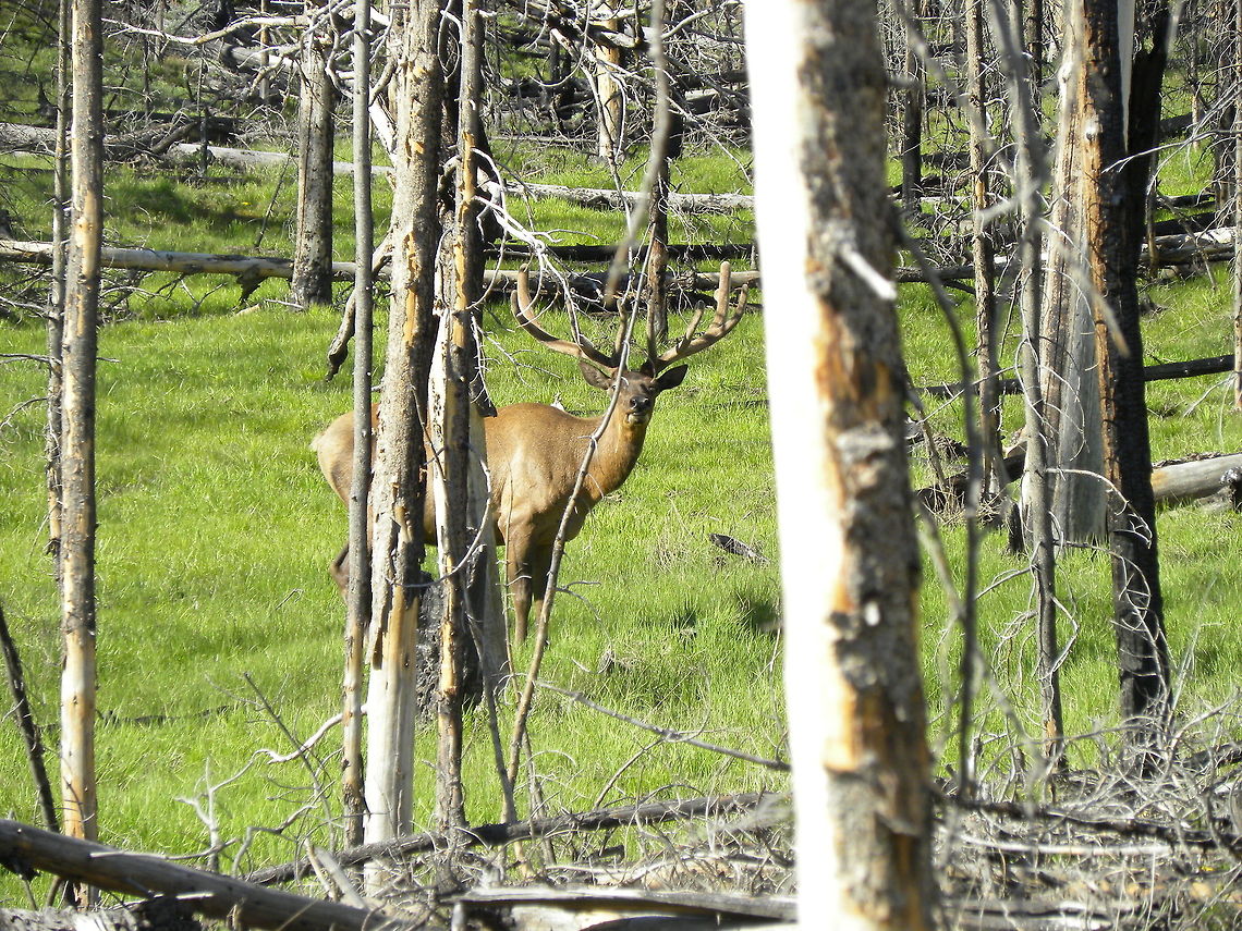 Blending In This bull elk was a regular to the burn area close to Grant Village, YNP. Although he totally doesn&#039;t blend in, I give him props for trying! Cervus canadensis,Elk,Yellowstone National Park