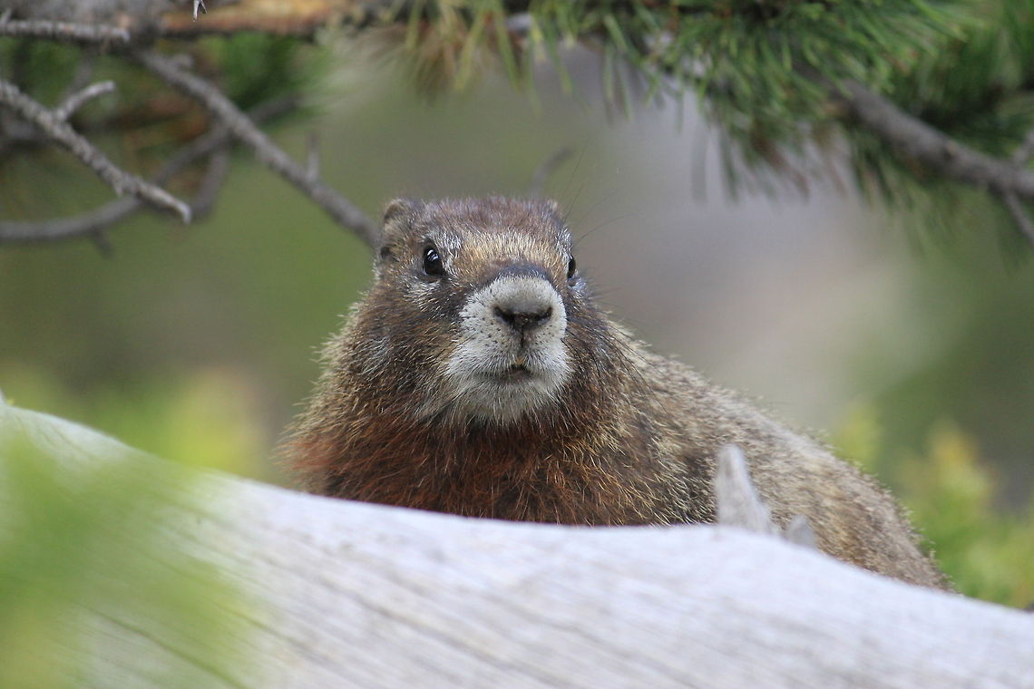 Yellow-Belly This guy was running around on some steep terrain when my friends and I spotted him atop Natural Bridge (YNP). He was curious as to what we were doing but was sure to keep his distance. We didn&#039;t hear any whistling from him but he kept his &quot;perched&quot; stance.  Marmota flaviventris,United States,Yellow-bellied marmot