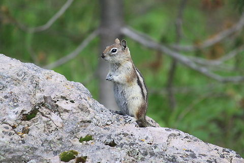 Standing His Ground Golden-mantled ground squirrels are, most of the time, confused with chipmunks. However, you can easily tell them apart by their stripes. If the stripes reach their face, they are considered a chipmunk. For this ground squirrel, he has no stripes on his face, just a white eye ring. I enjoyed watching this little fella trying to identify what we were! (taken on the Natural Bridge Trail, YNP) Callospermophilus lateralis,Golden-mantled ground squirrel,Yellowstone National Park
