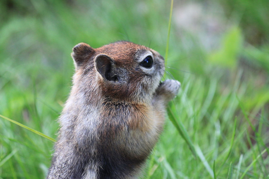 Golden-mantled ground squirrel Found this guy munching on grass off the Natural Bridge trail, YNP. He didn&#039;t mind a little photo session or the fact I was maybe 5 feet away from him the whole time I was snapping pictures.  Callospermophilus lateralis,Golden-mantled ground squirrel,Yellowstone National Park