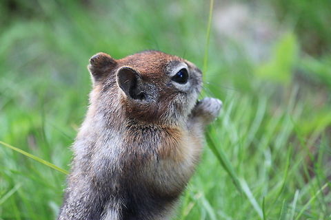 Golden-mantled ground squirrel Found this guy munching on grass off the Natural Bridge trail, YNP. He didn't mind a little photo session or the fact I was maybe 5 feet away from him the whole time I was snapping pictures.  Callospermophilus lateralis,Golden-mantled ground squirrel,Yellowstone National Park