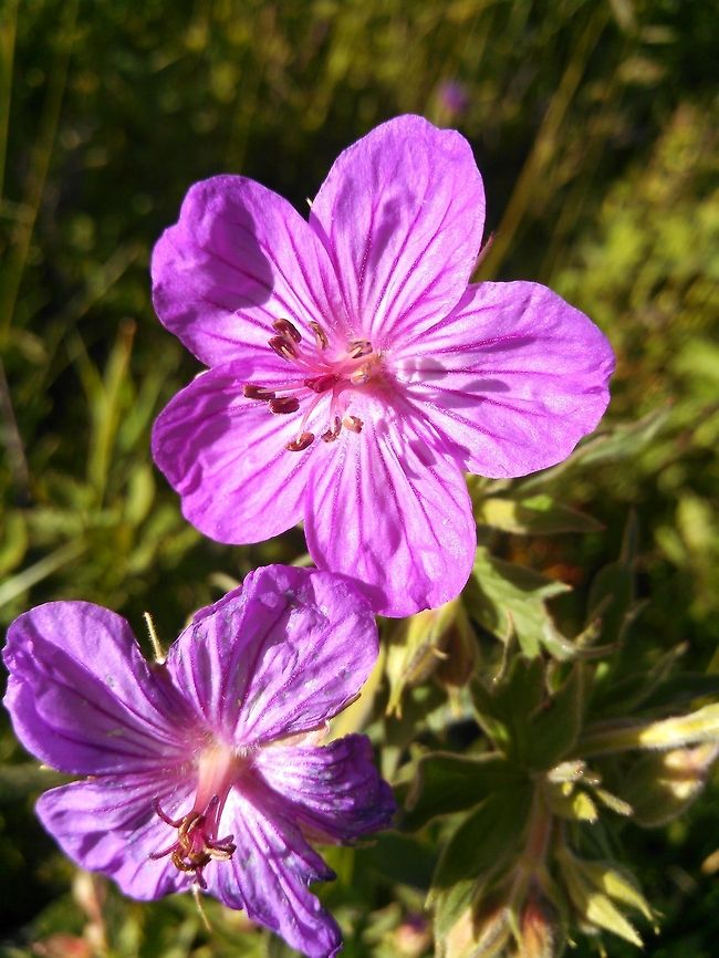Sticky Purple Photo taken in Yellowstone National Park Geranium viscosissimum,United States