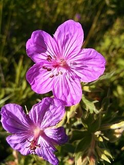 Sticky Purple Photo taken in Yellowstone National Park Geranium viscosissimum,United States