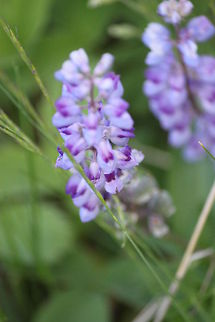 Lupine Lupine is one of my most favorite smells ever! They are found everywhere in Yellowstone and make for some fun, beautiful pictures. Taken by the Yellowstone River, YNP.  Lupinus sericeus,Yellowstone National Park