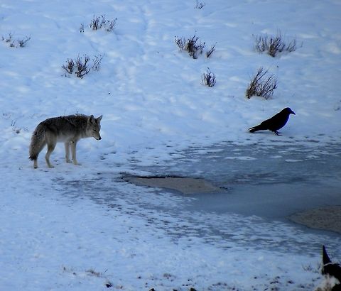 Full Bellied Coyote This coyote was found snacking on a few day old bison carcass on Blacktail Pond in YNP.  Canis latrans lestes,Geotagged,Mountain coyote,United States,Winter