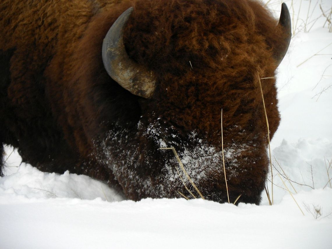 Old Facefull This bison was rummaging through the snow to find grass to eat in Lamar Valley, YNP American bison,Bison bison,Geotagged,United States,Winter