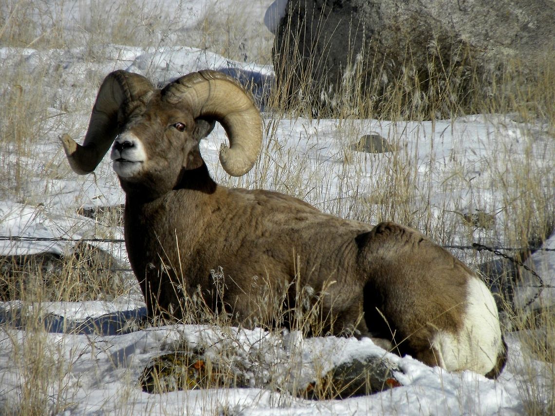 Caught in the Moment This ram was enjoying the sun-bathed hillside just outside of Gardiner, MT.  Bighorn sheep,Geotagged,Ovis canadensis,United States,Winter