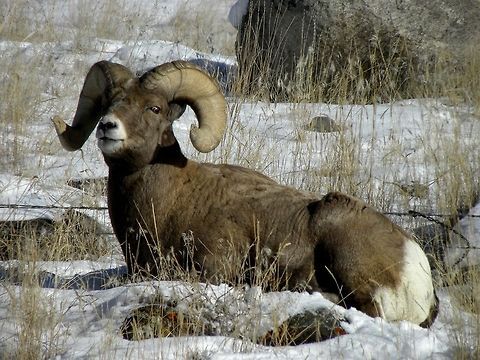 Caught in the Moment This ram was enjoying the sun-bathed hillside just outside of Gardiner, MT.  Bighorn sheep,Geotagged,Ovis canadensis,United States,Winter