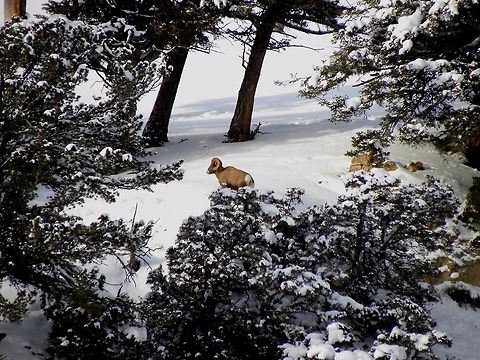 Mountain Side Ram There were 3 big horned sheep feeding on this hillside, but this guy gave a great presentation for a photo. Lamar Valley, YNP.  Bighorn sheep,Geotagged,Ovis canadensis,United States,Winter