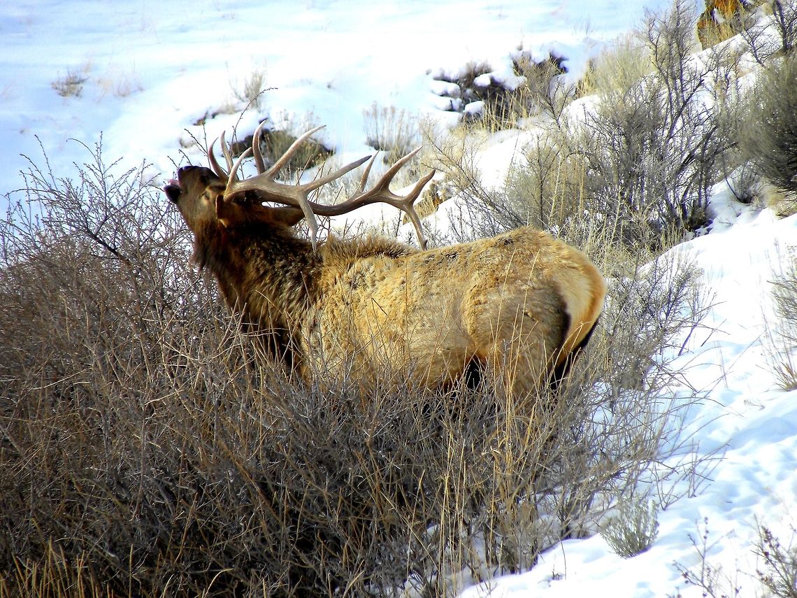 Reaching For It This bull elk was found a few miles inside Yellowstone at the North Entrance (Gardiner). He was feeding on the willows by the river.  Cervus canadensis,Elk,Geotagged,United States,Winter