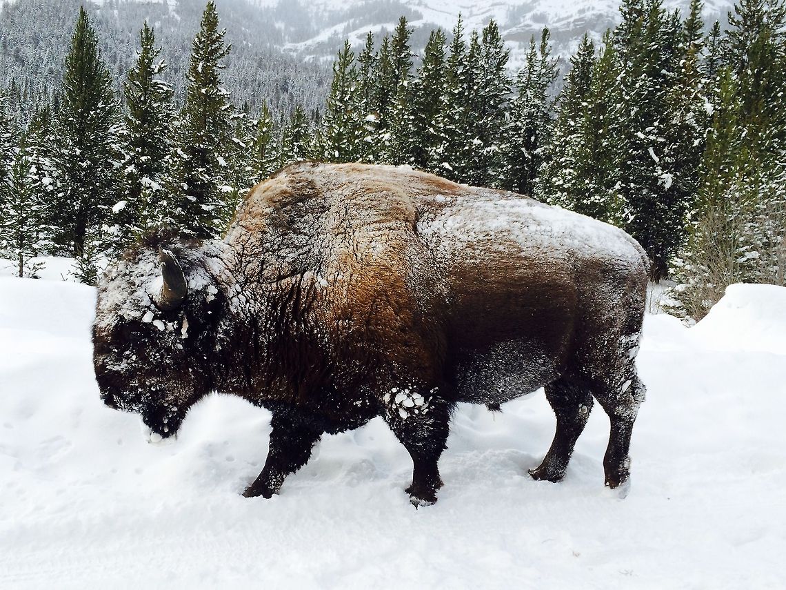 Pressing Onward Just another bull bison using the road for easy travels. Close to Cook City entrance, YNP. American bison,Bison bison,Geotagged,United States