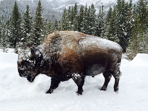 Pressing Onward Just another bull bison using the road for easy travels. Close to Cook City entrance, YNP. American bison,Bison bison,Geotagged,United States